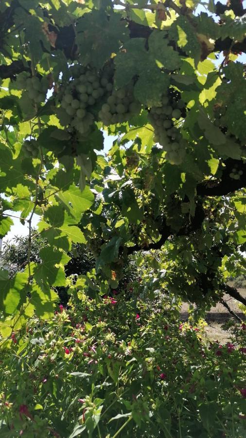 Morin Grey casa en el corazón de la Ribeira Sacra Vila Monforte De Lemos Exterior foto